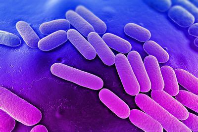 Klebsiella pneumoniae pathogenesis - microbewiki