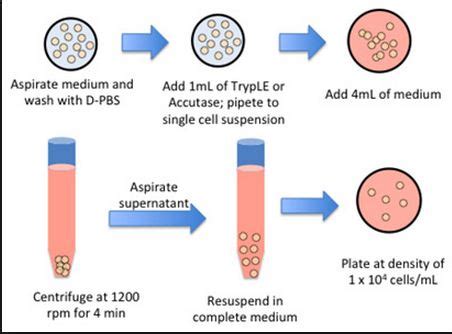 subculture or splitting cells |Genetic Engineering Info