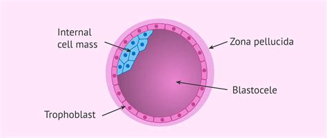 Structure of embryo in the blastocyst stage