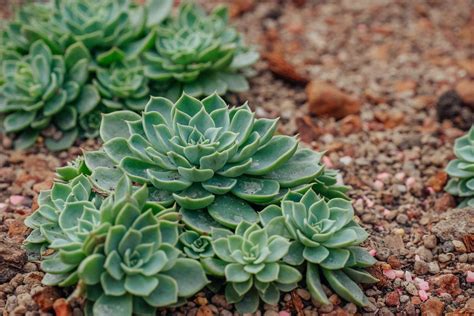 7 Types of Succulent Ground Covers