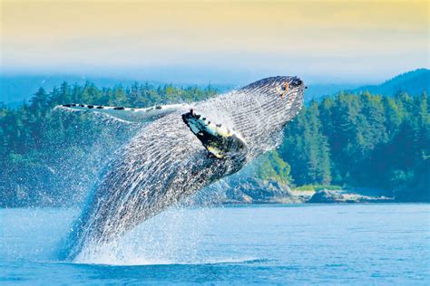 Treasures of the Inside Passage: Alaska and British Columbia - Alaska Small Ship Cruise ...