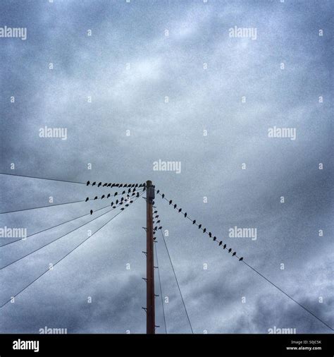 Birds on telephone wires hi-res stock photography and images - Alamy