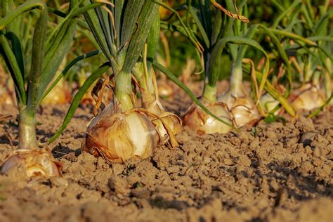 How to Grow Onions from Onions - A Step-By-Step Guide! - TopBackyards