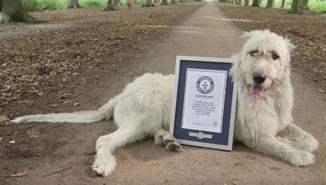 Irish Wolfhound Secures Incredible Guinness World Record – American Kennel Club