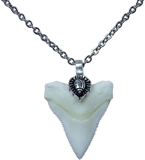 The Best Tiger Shark Tooth Necklace - Home Previews