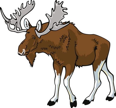 Moose, elk PNG