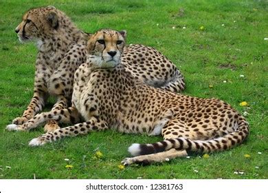 212 Gepard eyes Stock Photos, Images & Photography | Shutterstock