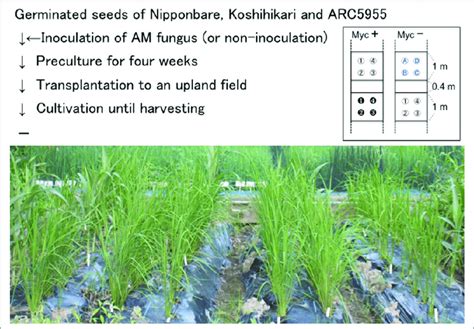 Design of the field experiment conducted in 2011. | Download Scientific Diagram