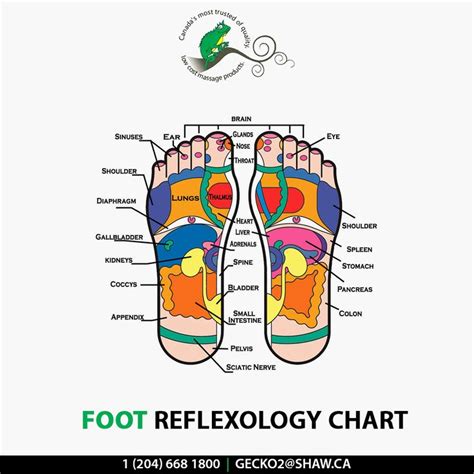 Foot reflexology chart for therapists. #FootReflexology #Reflexology #Geckomassagesupplies # ...