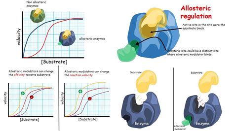 Enzyme Active Site Allosteric Site