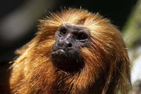 Once nearing extinction, Brazil's golden monkeys have rebounded from ...