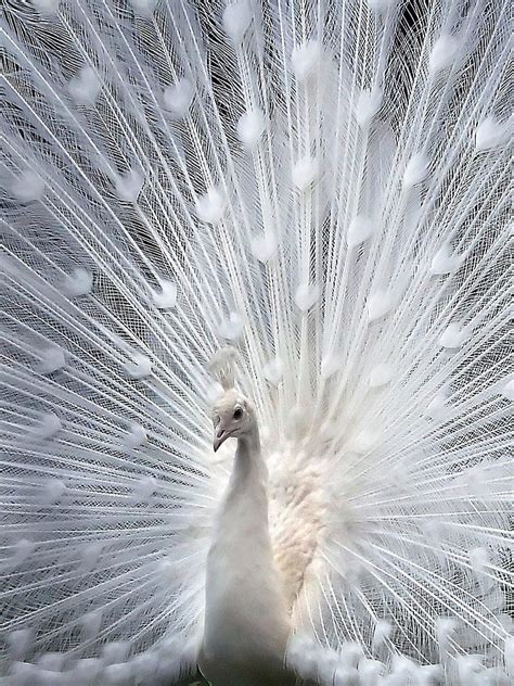 White Peacock, bird, cute, india, HD phone wallpaper | Peakpx