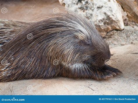 Old World porcupine. stock photo. Image of spines, spike - 45779162