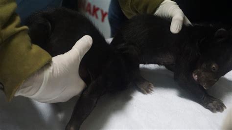 Two moon bear cubs rescued from sale in northern Vietnam | Tuoi Tre News