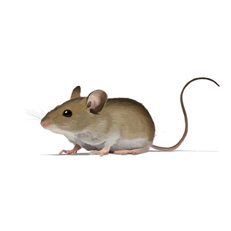 House Mouse - See Pest Control