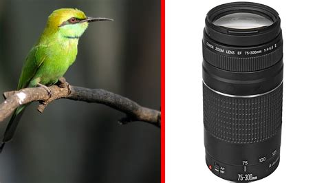 200以上 canon 75-300mm lens sample photos 267504-Is a 75-300mm lens good for portraits - tuongmosipjos