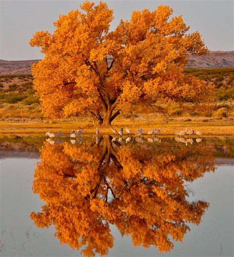 Fall Trees Orange