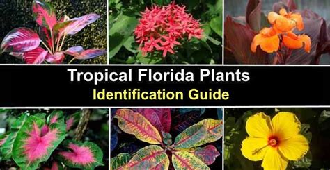 Tropical Flowers That Grow In Florida | Psoriasisguru.com