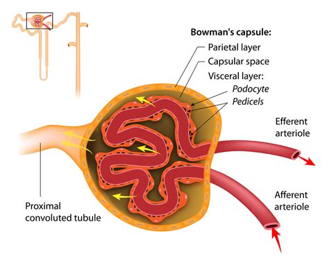 Delaying Kidney Disease in Alport Syndrome by Easing Podocyte Depletion