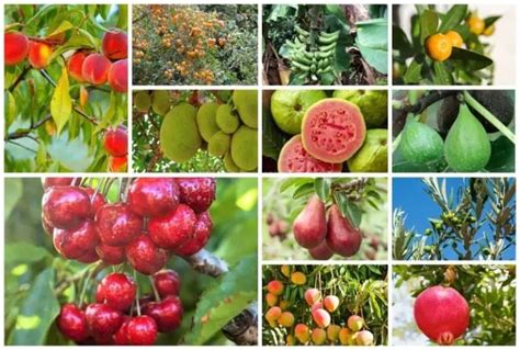 16 USDA Zone 9 Fruit Trees to Grow for Bountiful Harvests!