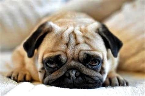 Pungent Pug Problems: The Truth About Stinky Wrinkles - Fauna Care