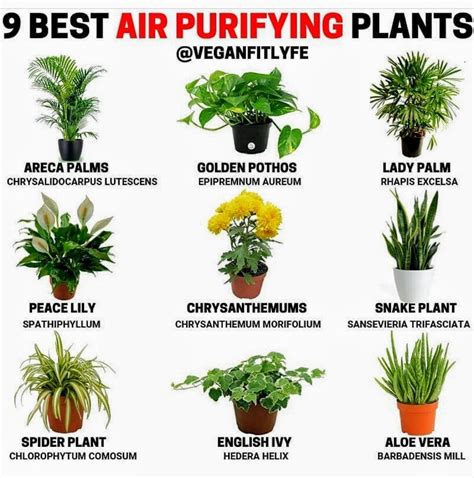 Pin by Lady TNT TNT on For the Home | Air purifying plants, Air ...