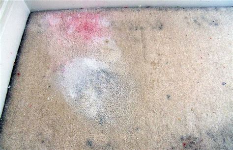 Can T Get Rid Of Fleas In Carpet - Carpet Vidalondon