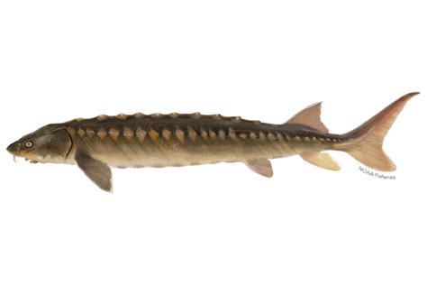 Green Sturgeon | NOAA Fisheries