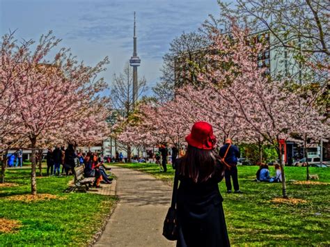 Where to Find Cherry Blossoms in Toronto * The World As I See It