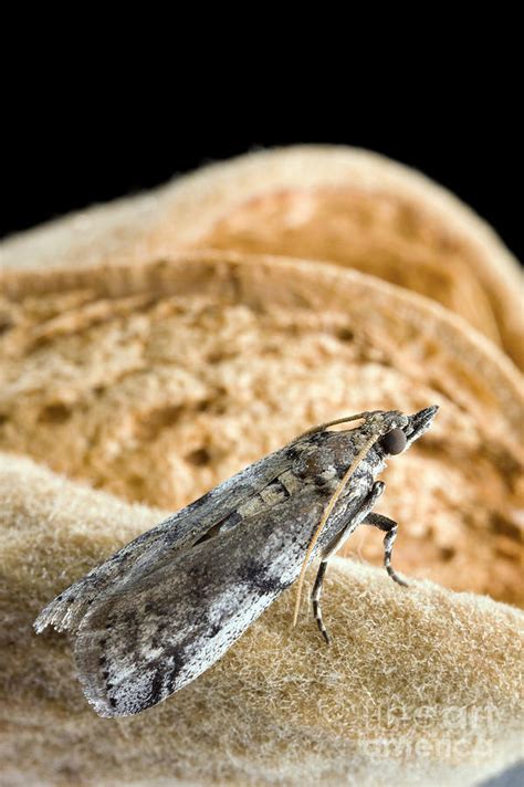 Navel Orangeworm Moth by Science Source - Fine Art America