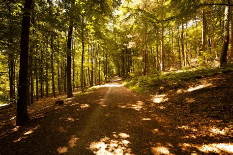 forest path - Photo #1400 - motosha | Free Stock Photos