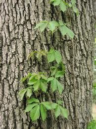 Virginia Creeper rash - Google Search | Virginia creeper, Plant dyes, Plants