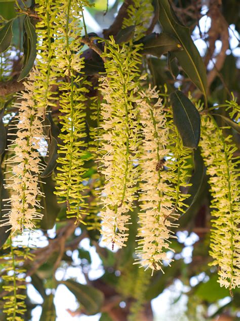 Macadamia Nut Tree (macadamia integrifolia) – Urban Tropicals