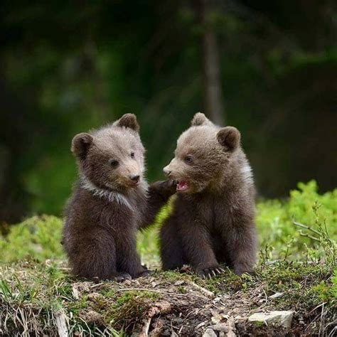 tiny bears | Cute animals, Cute baby animals, Animals beautiful