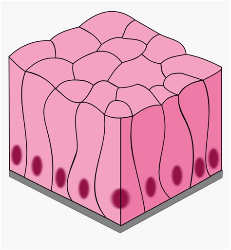 Simple Epithelial Tissue Diagram, HD Png Download - kindpng