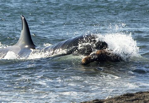 Galería de Fotos de Orcas Stunning Orca Photo Gallery: Explore the ...