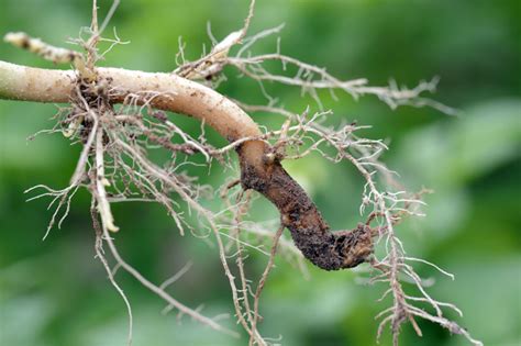 Root Rot: Identify, Prevent and Treat it