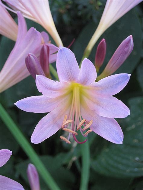 Surprise Lily (Lycoris squamigera) in Cumming, Iowa (IA) at Ted Lare Design and Build