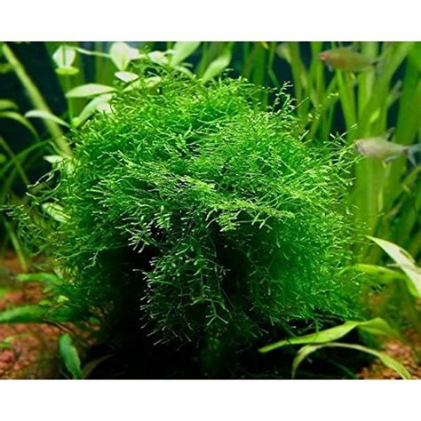 Java Moss - Easy Live Fresh Water Aquarium Plants - Walmart.com - Walmart.com