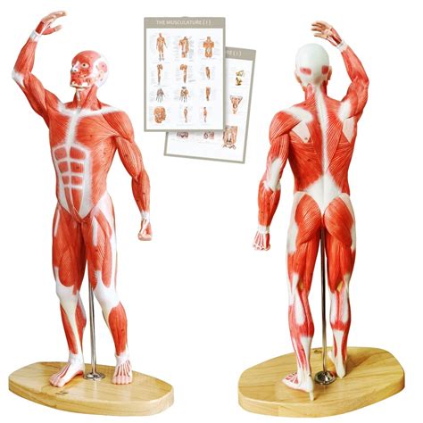 Buy EVOTECH Human Muscle Model-20" Miniature Muscular System Model, Human Muscular Figure Human ...