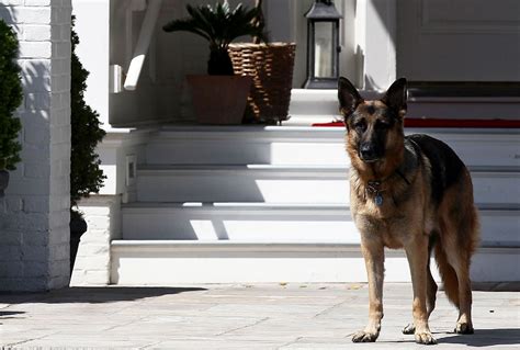 Bless Joe Biden for bringing pets (and compassion!) back to the White House | Salon.com