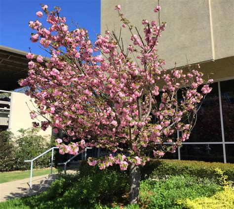 Prunus serrulata (Japanese Cherry, Japanese Flowering Cherry, Oriental Cherry) | North Carolina ...