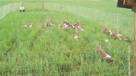 Pastured Poultry Resources – Center for Environmental Farming Systems