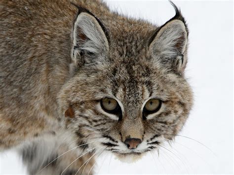 Bobcat Profile