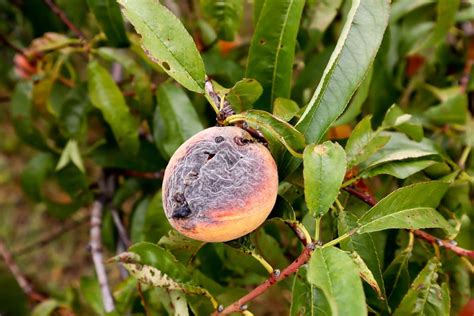 Is My Peach Tree Sick – Managing Common Peach Tree Diseases