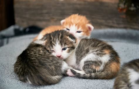 The Pet Parents® Guide to Taking Care of Newborn Kittens | Pet Parents®