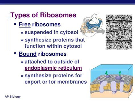 PPT - . The Cell: Nucleus, Ribosomes PowerPoint Presentation, free ...