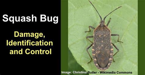 Squash Bug: Damage, Identification and Control (Pictures)