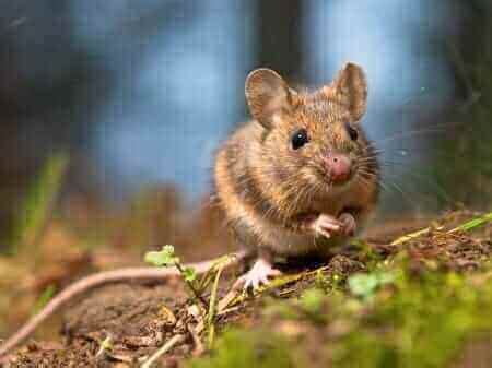 Signs You May Have a Mice Infestation | Central Extermination