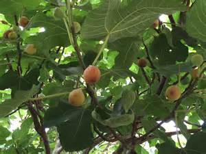 Fig Leaves Dropping Early? | Gardening in the Panhandle